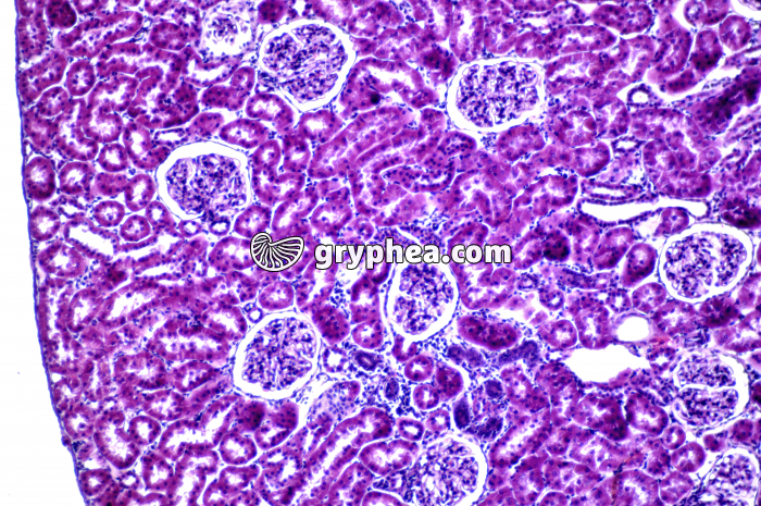 Rein de Rat x40 - gryphea.com